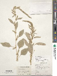 Amaranthus hybridus image