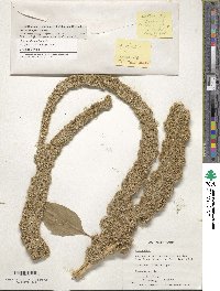 Amaranthus hypochondriacus image