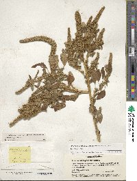 Amaranthus hypochondriacus image