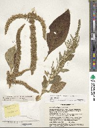 Amaranthus hypochondriacus image