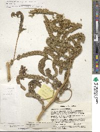 Amaranthus hypochondriacus image