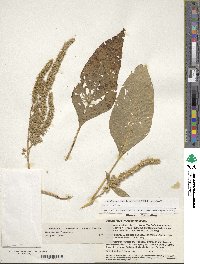 Amaranthus hypochondriacus image