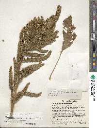 Amaranthus hypochondriacus image