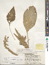 Amaranthus hypochondriacus image