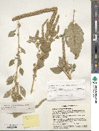 Amaranthus hypochondriacus image