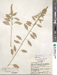 Amaranthus hypochondriacus image