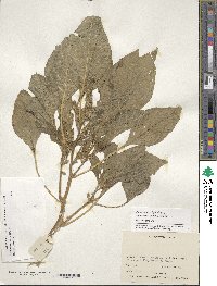 Amaranthus hypochondriacus image