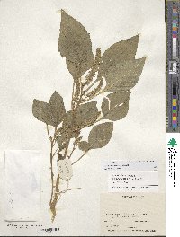 Amaranthus hypochondriacus image