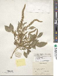 Amaranthus hypochondriacus image