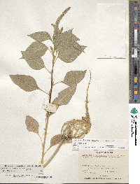 Amaranthus hypochondriacus image