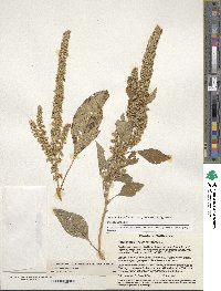 Amaranthus hypochondriacus image