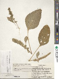 Amaranthus hypochondriacus image