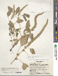 Amaranthus hypochondriacus image