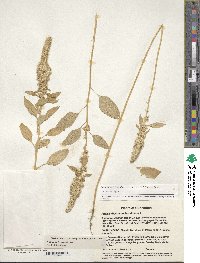 Amaranthus hypochondriacus image