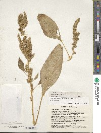 Amaranthus hypochondriacus image