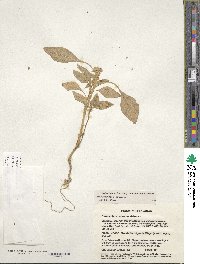 Amaranthus hypochondriacus image