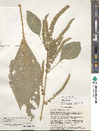 Amaranthus hypochondriacus image