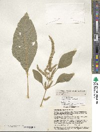 Amaranthus hypochondriacus image