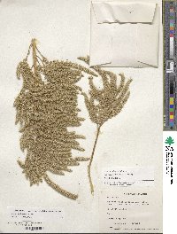 Amaranthus hypochondriacus image