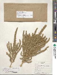 Amaranthus hypochondriacus image