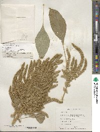 Amaranthus hypochondriacus image