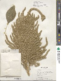 Amaranthus hypochondriacus image