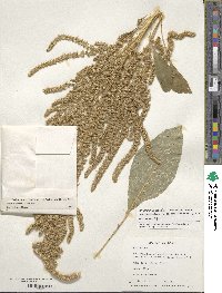 Amaranthus hypochondriacus image