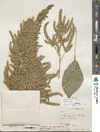 Amaranthus hypochondriacus image