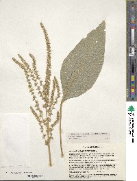 Amaranthus hypochondriacus image