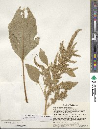 Amaranthus hypochondriacus image