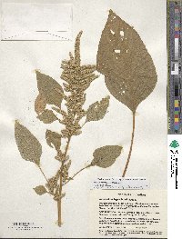 Amaranthus hypochondriacus image