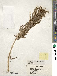 Amaranthus cruentus image