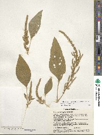 Amaranthus hypochondriacus image