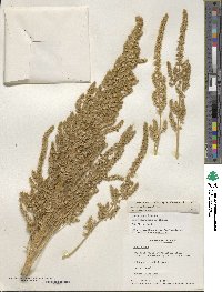 Amaranthus hypochondriacus image