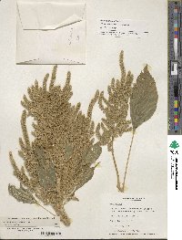 Amaranthus hypochondriacus image