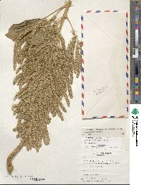 Amaranthus hypochondriacus image