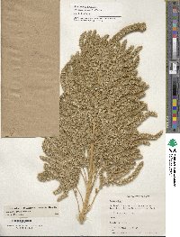 Amaranthus hypochondriacus image