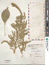 Amaranthus hypochondriacus image