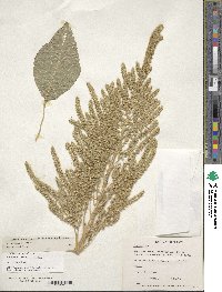 Amaranthus hypochondriacus image