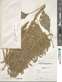 Amaranthus hypochondriacus image