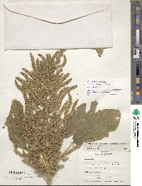 Amaranthus hypochondriacus image