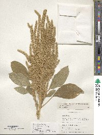 Amaranthus hypochondriacus image