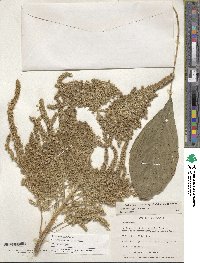 Amaranthus hypochondriacus image