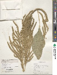 Amaranthus hypochondriacus image