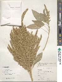 Amaranthus hypochondriacus image