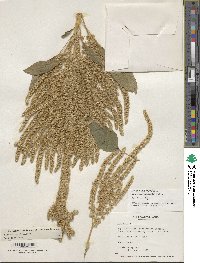 Amaranthus hypochondriacus image