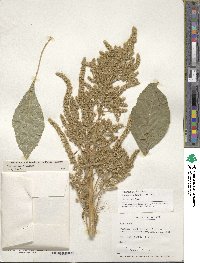 Amaranthus hypochondriacus image