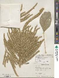 Amaranthus hypochondriacus image