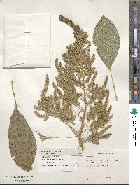 Amaranthus hypochondriacus image