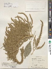 Amaranthus hypochondriacus image